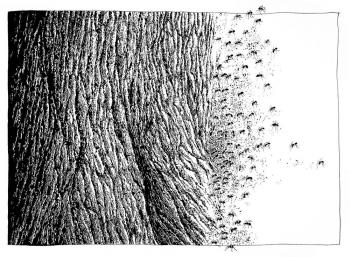 Wanderung, Physiognomia Arborum, Blatt 30, Federzeichnung, 1987