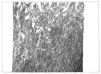 Urwald, Physiognomia Arborum, Blatt 31, Federzeichnung, 1987