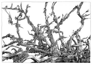 Tanz der Hexen, Physiognomia Arborum, Blatt 4, Federzeichnung, 1987